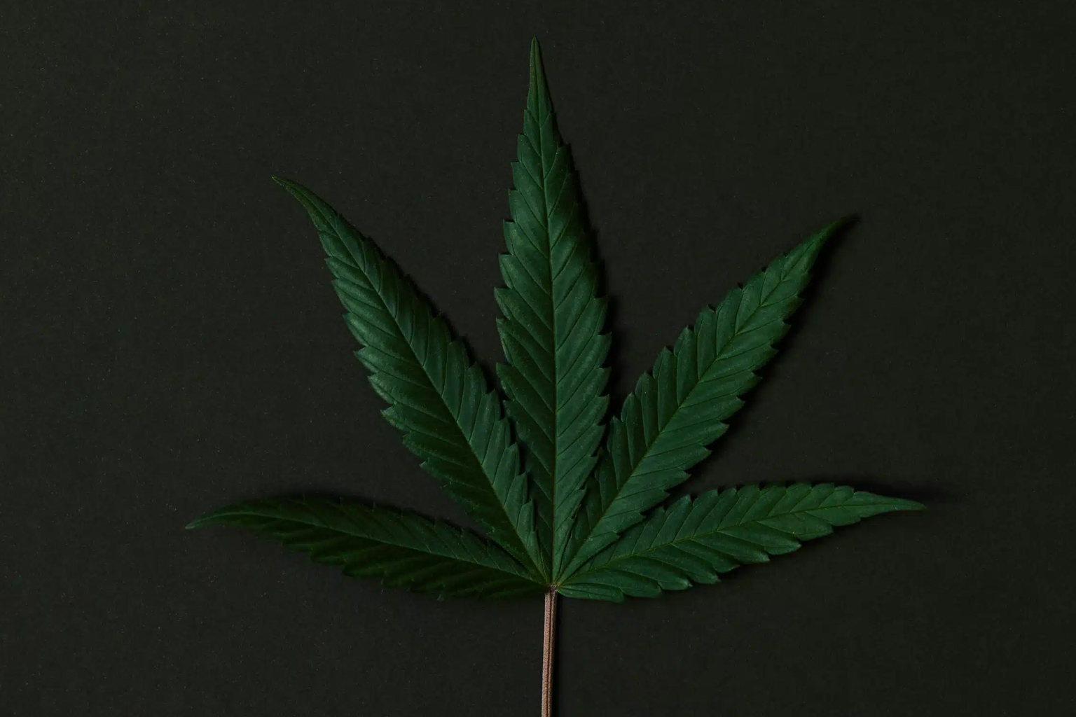 Cannabis product formats compared